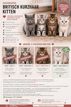 Süße BKH Kitten zum lieb haben 