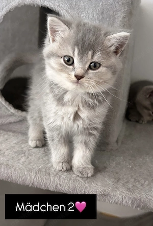       BKH Kitten       