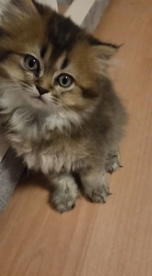 BLH Babykatze Mädchen 