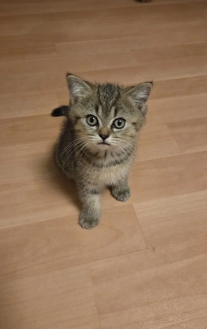 bkh Babykatze männlich 