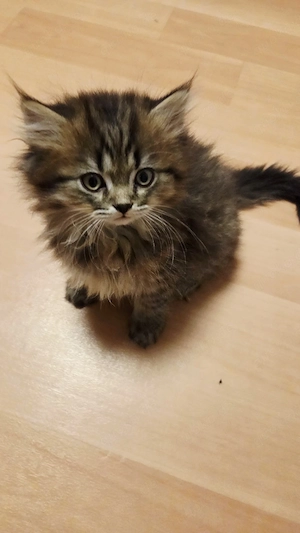 BLH Babykatze männlich 