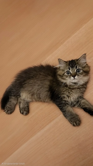 BLH Babykatze Mädchen 