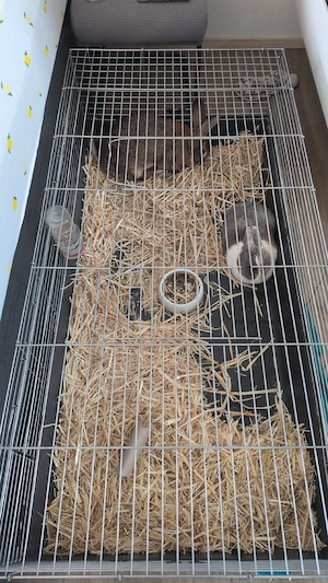1zwerg kaninchen und 1 deutschen riesen mix