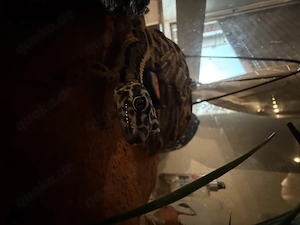 Leopardgecko mit Terrarium 