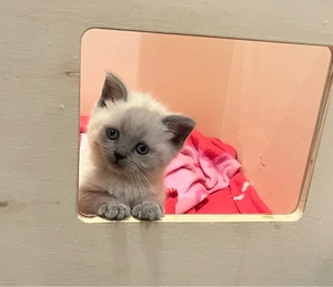 BKH Kitten 