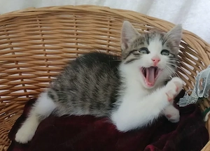 Besondere Kätzchen (M)