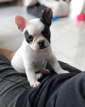 Französische Bulldogge