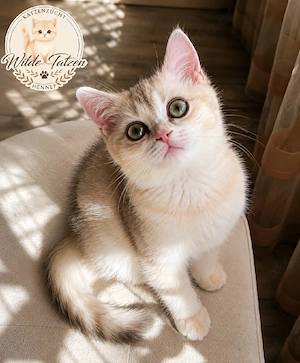 BKH Kitten Katze mit Stammbaum Blue Golden Shell