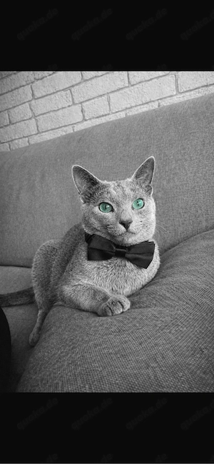 Reinrassige Russisch Blau Kitten mit Stammbaum liebevolle Familienaufzucht Bild 8