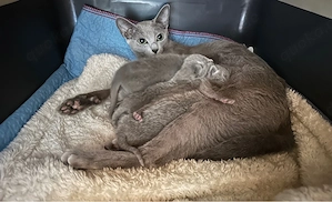 Reinrassige Russisch Blau Kitten mit Stammbaum liebevolle Familienaufzucht