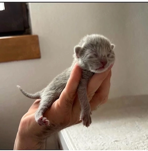 Reinrassige Russisch Blau Kitten mit Stammbaum liebevolle Familienaufzucht Bild 5
