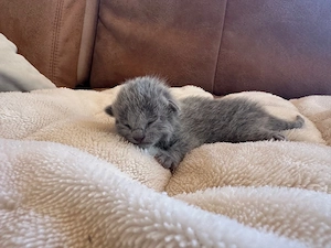 Reinrassige Russisch Blau Kitten mit Stammbaum liebevolle Familienaufzucht