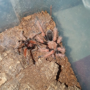 0.0.1 Brachypelma boehmei 