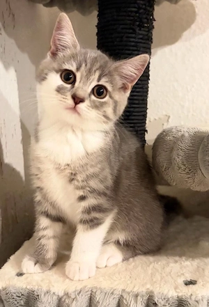Britisch Kurzhaar Kitten suchen ein liebevolles Zuhause     