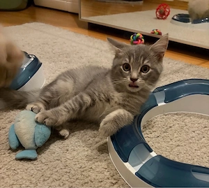 Britisch Kurzhaar Kitten suchen ein liebevolles Zuhause     