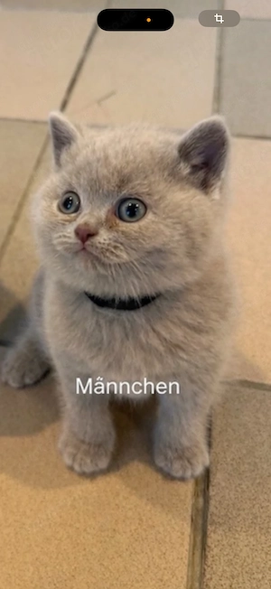 Bkh Kater lilac kitten 