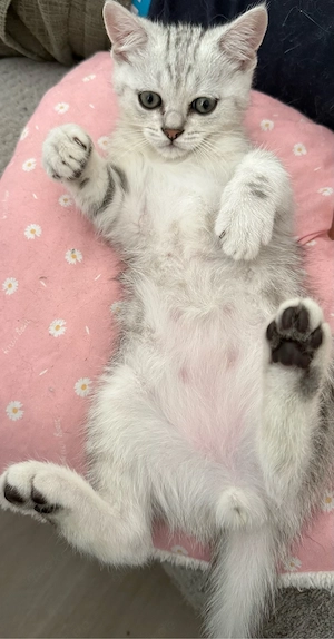 katzen bkh 