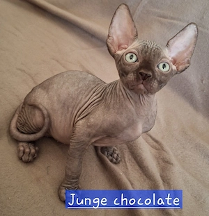 Traumhafte , reinrassige Canadian Sphynx Babys ab 23.08