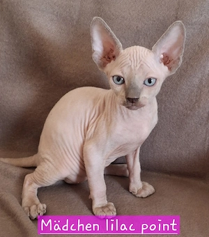 Traumhafte , reinrassige Canadian Sphynx Babys ab 23.08