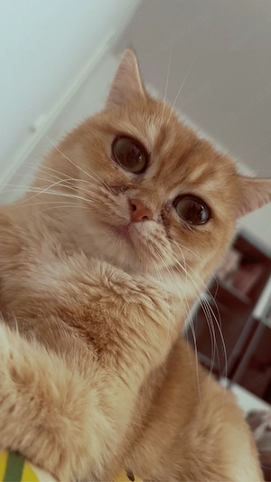 süße Katze