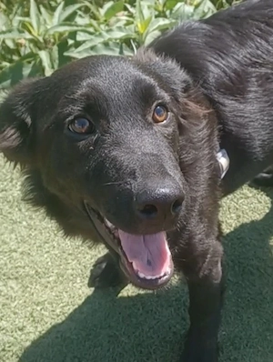 Evan, 5 Monate, Mischling, a.d.Tierschutz, sucht Happy-Home 