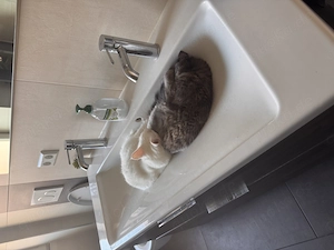 Zwei süße Main coon Geschwister