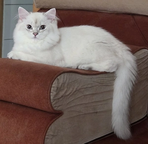 britisch langhaar kater und katze 