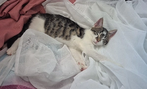 katzenbaby *EKH* 15 wochen alt abzugeben 