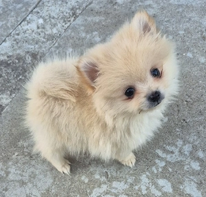 pomeranian 