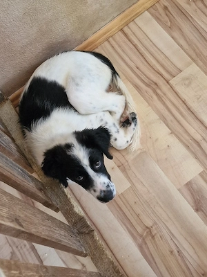 border Schäferhunde mix 