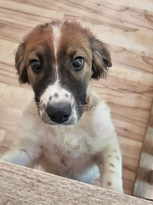 border Schäferhunde mix 