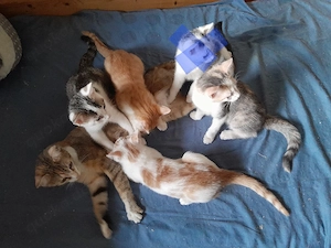 Waldkatzenmix Glückskätzchen Kitten abgabebereit