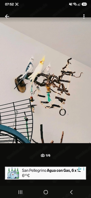 Nymphesittiche mit Käfig in liebevolle Hände abzugeben