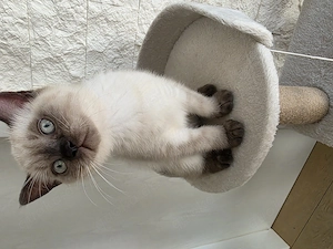 BKH Kitten reinrassig