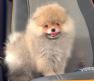 Zwergspitz pomeranian welpen mit Stammbaum