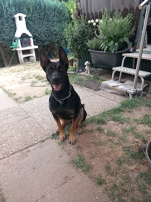 Hübsches malinois schäferhund mädchen