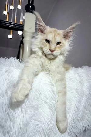    Lernen Sie Ihren neuen besten Freund kennen   dieses bezaubernde, 3 Monate alte Maine-Coon-Kätzch
