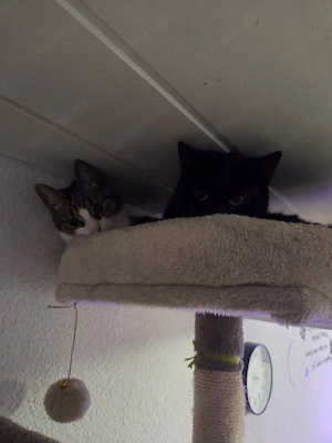 zwei Geschwister Katzen 
