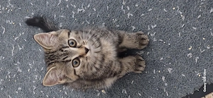 Reinrassige BKH Kitten 