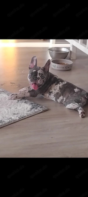 Französische Bulldogge Hündin 