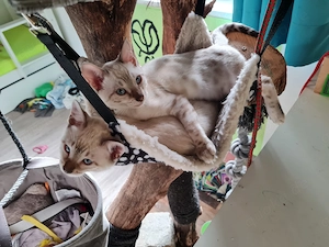 Reinrassige Bengal Kitten