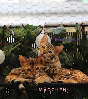 Bengal Kitten mit Stammbaum abgabebereit 