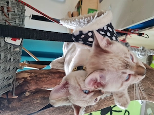 Reinrassige Bengal Kitten Bild 2