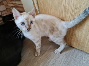 Reinrassige Bengal Kitten Bild 5