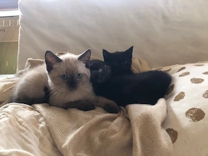 Kitten Katzenbabys 