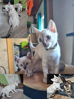 Reinrassige Bengal Kitten Bild 8