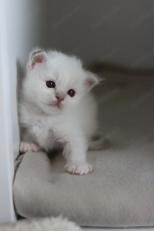 Heilige Birma kitten mit Stammbaum 