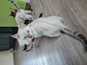 Reinrassige Bengal Kitten Bild 9