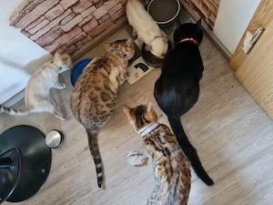 Reinrassige Bengal Kitten Bild 6