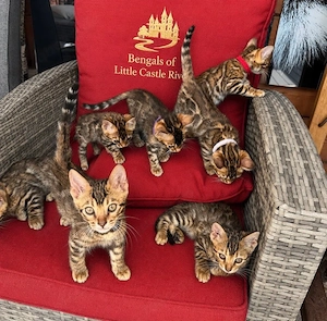 Bengalkitten